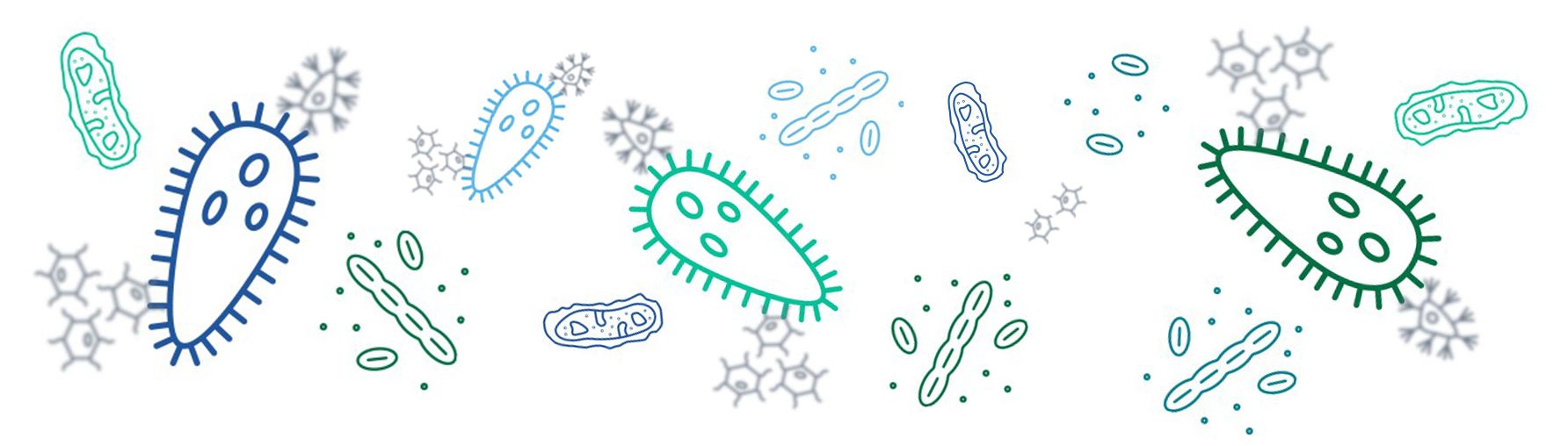 drawings of microbiota